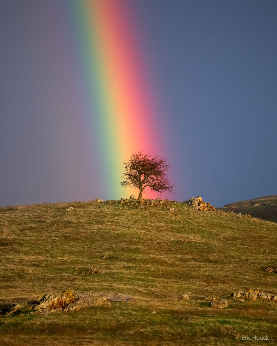 درخت رنگین‌کمان