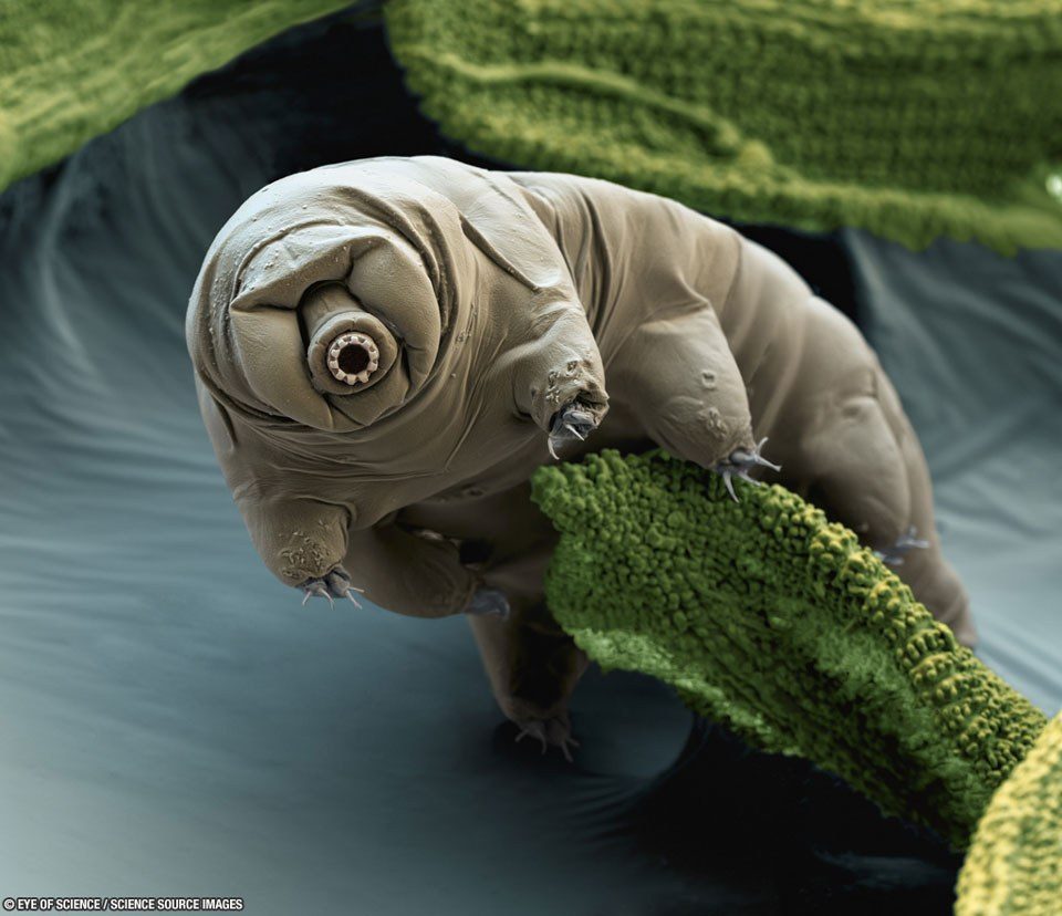 Tardigrade در خزه