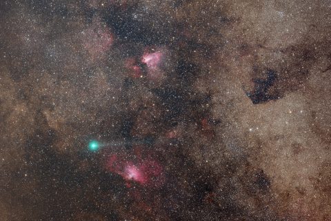 سوان، قو، عقاب